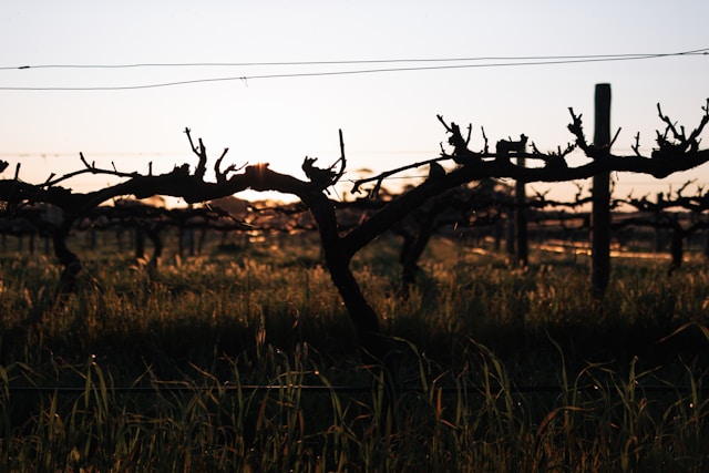 comprend cuvées Penfolds